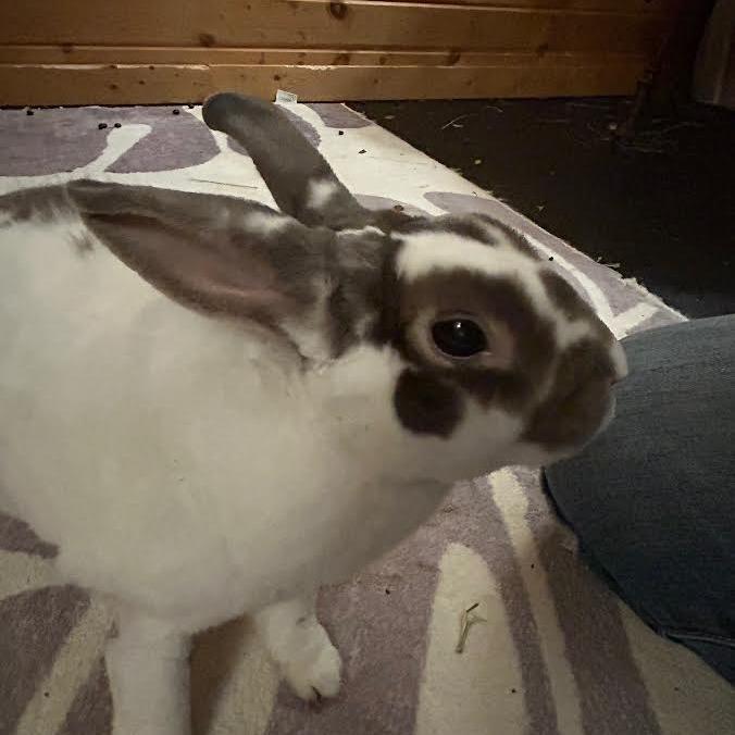 Hopscotch, a Adoptable mixed breed in Madison, WI image 6/6