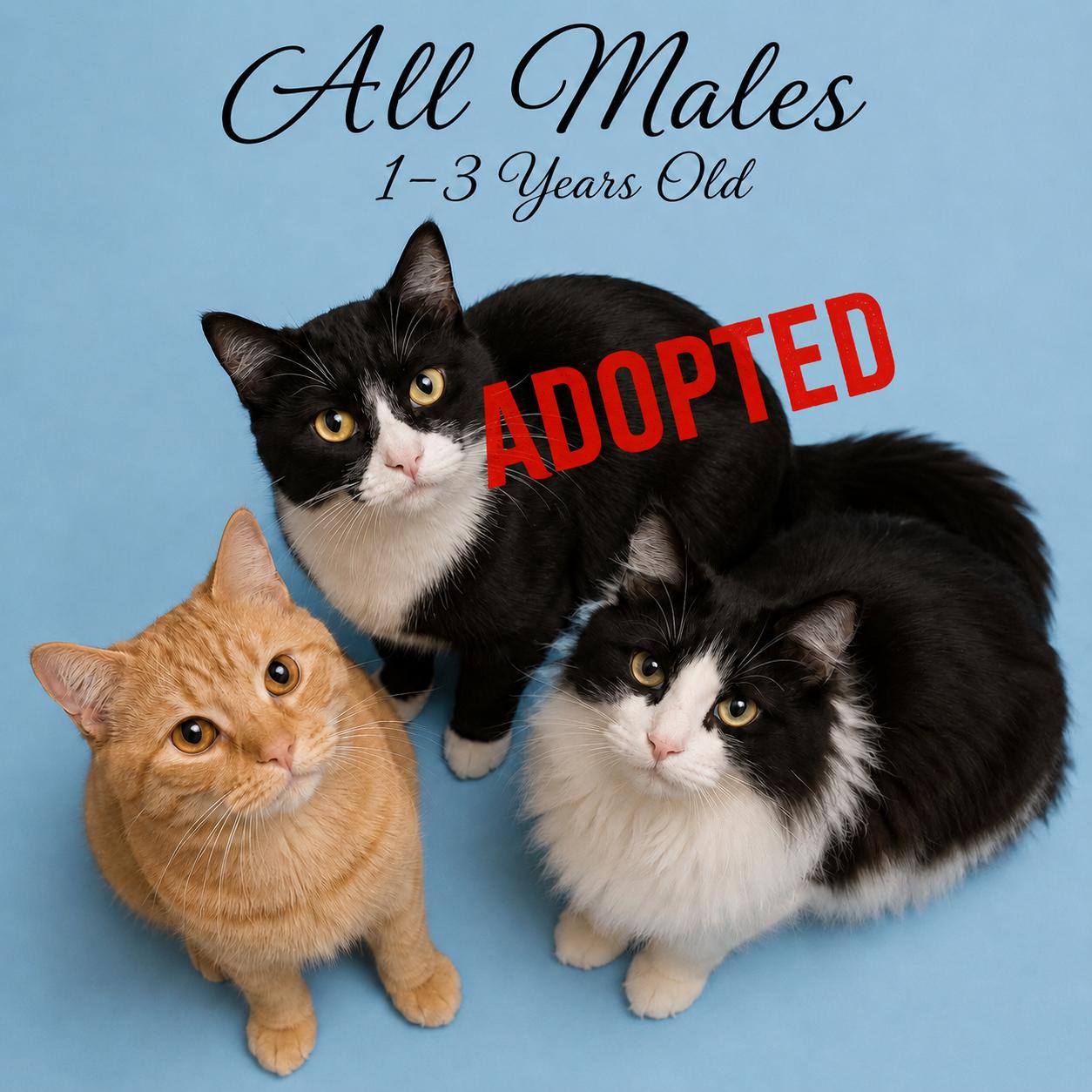 Enlarge SULLY AND SPENCER (AVAILABLE AT PETSMART NORTHWEST RENO), a ADOPTABLE mixed breed in Reno, NV image 1/1
