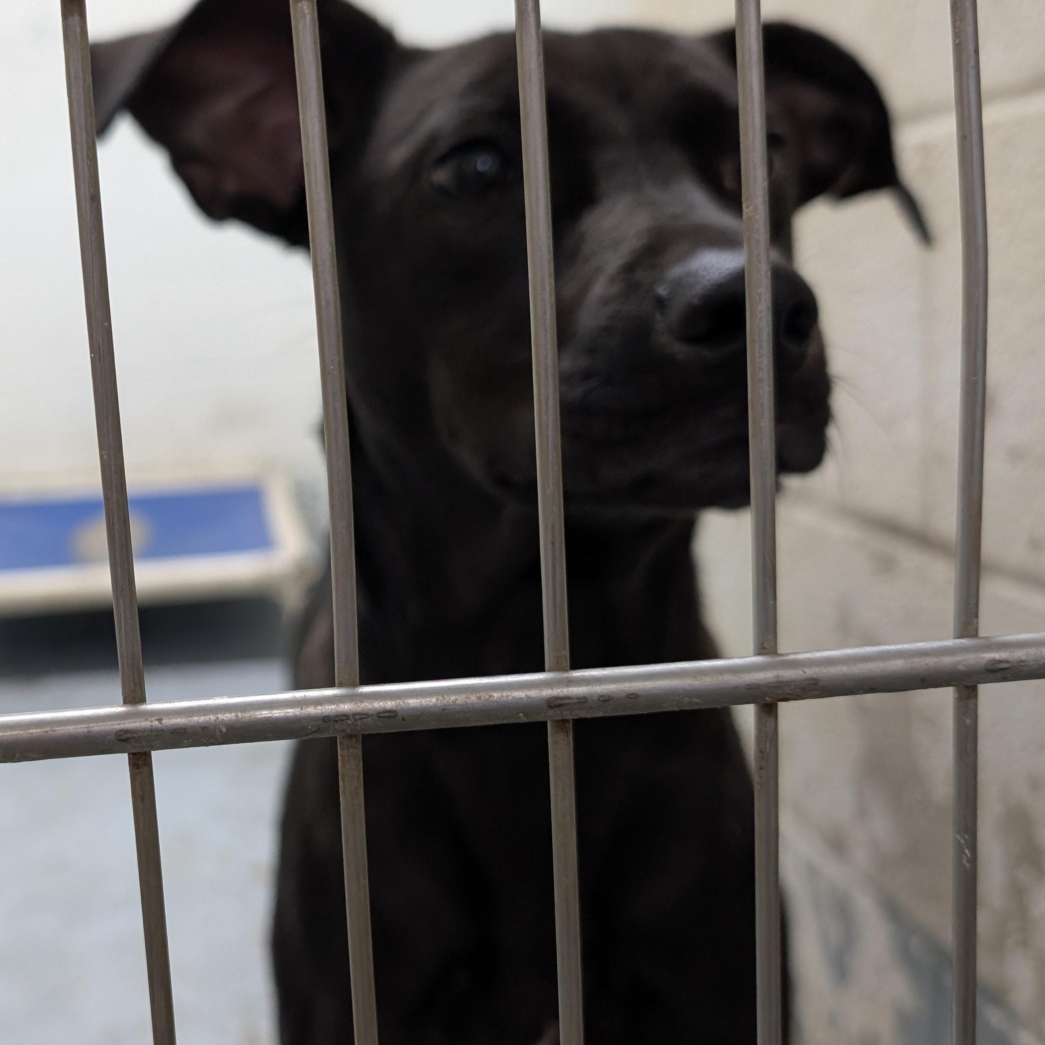Enlarge 192327 LOOKING FOR OWNER, a Adoptable Mixed Breed in Ravenna, OH image 2/3
