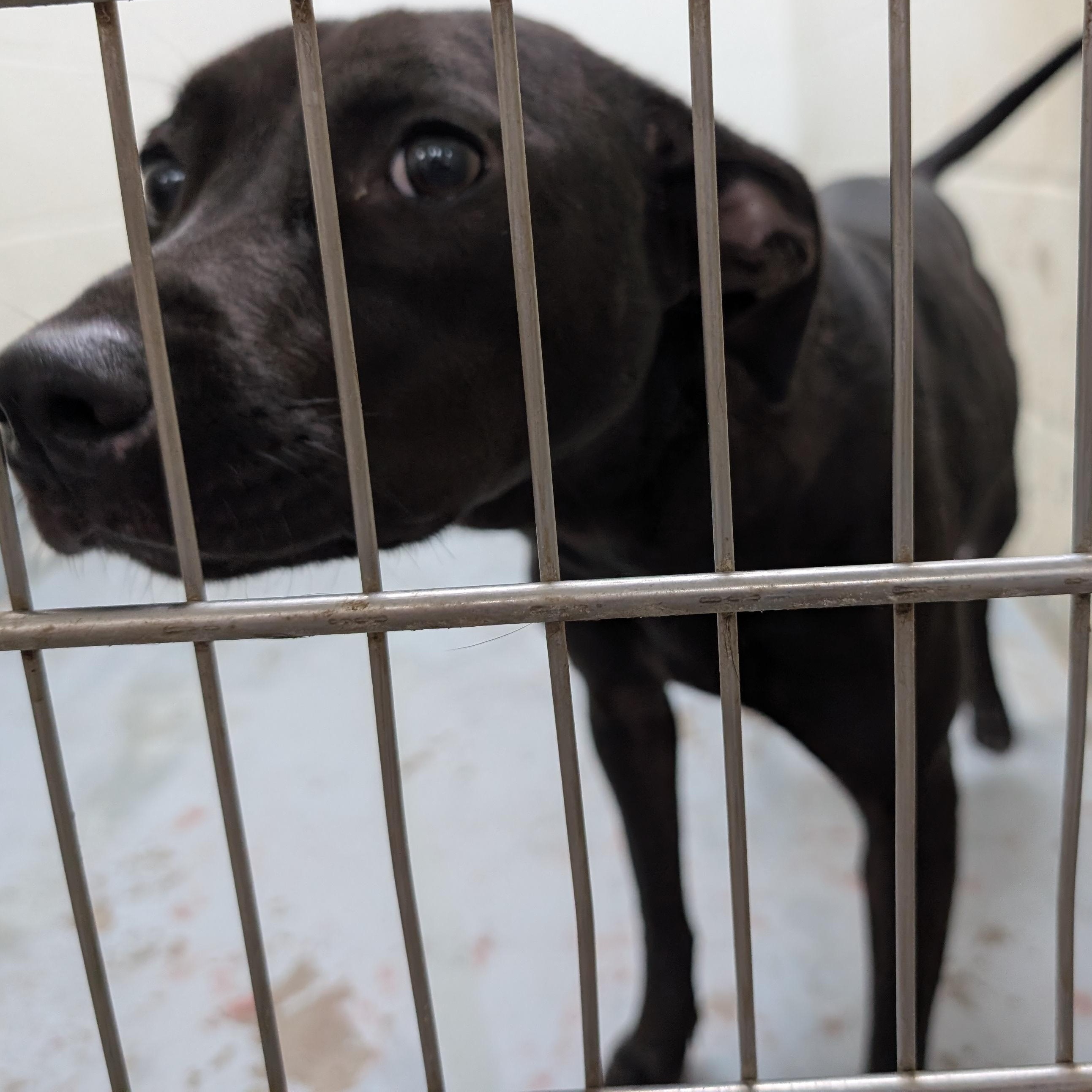 Enlarge 192327 LOOKING FOR OWNER, a Adoptable Mixed Breed in Ravenna, OH image 3/3