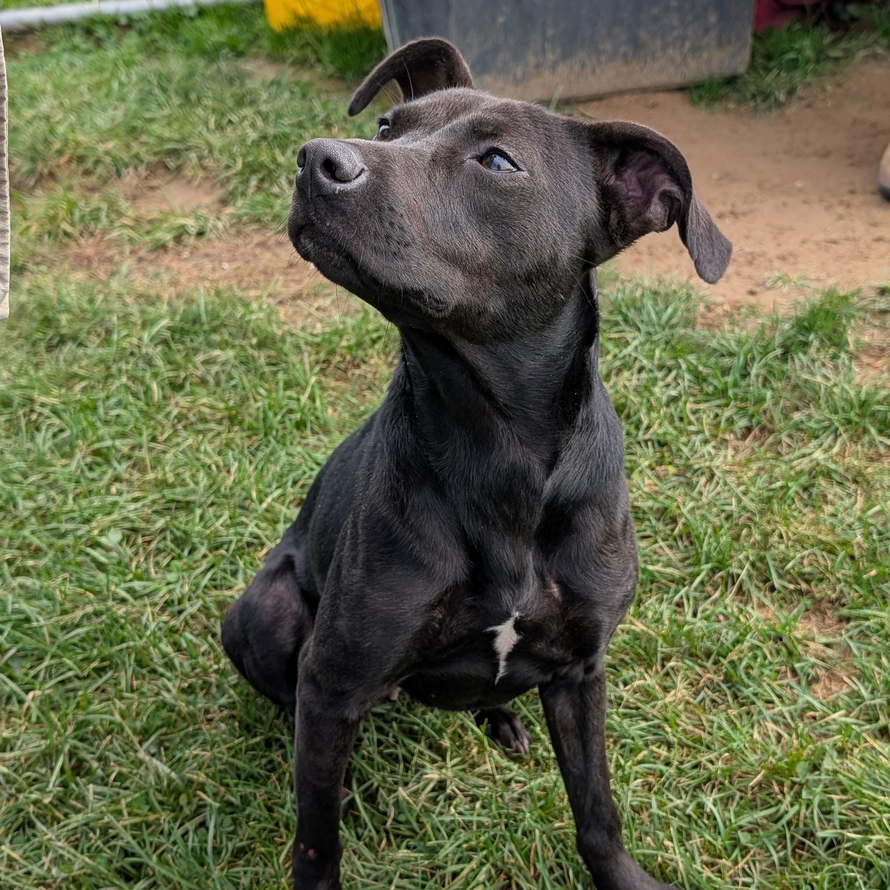 192327 Molly LOOKING FOR OWNER, Adoptable, Adult Female Mixed Breed.