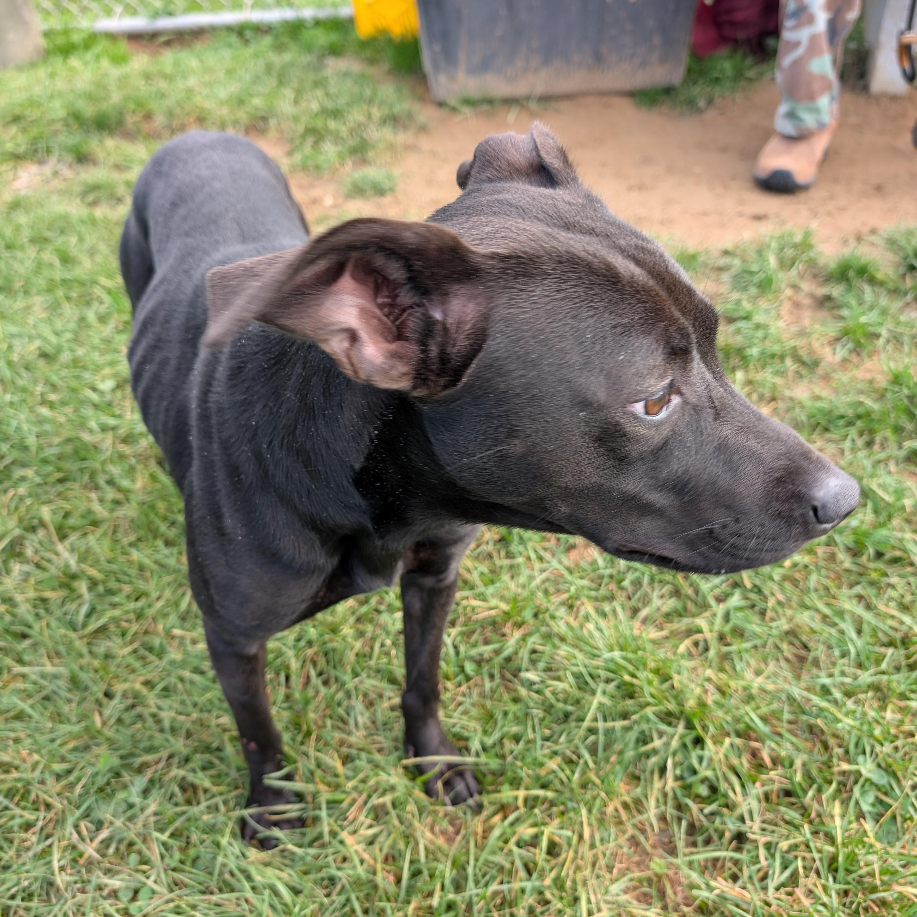 Enlarge 192327 Molly LOOKING FOR OWNER, a Adoptable Mixed Breed in Ravenna, OH image 2/6