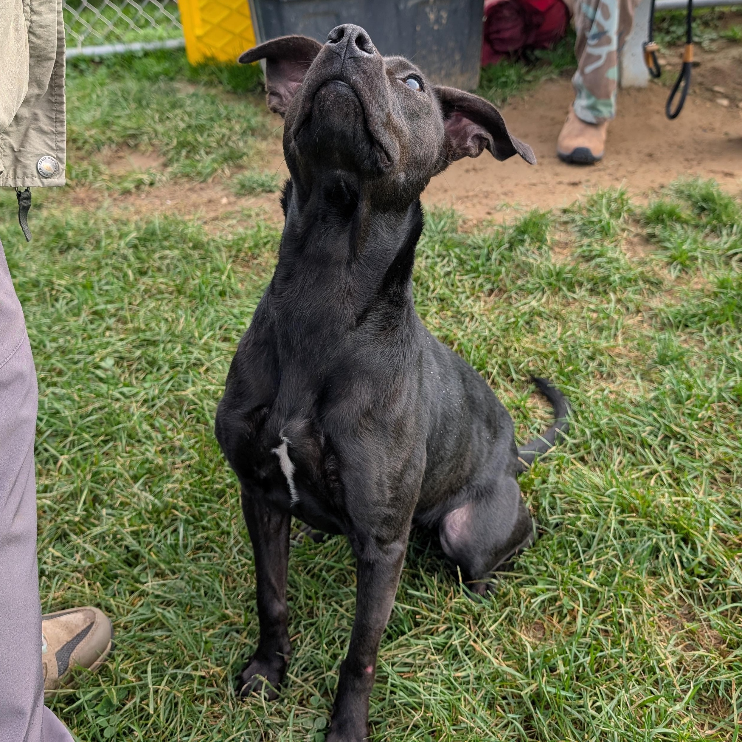 Enlarge 192327 Molly LOOKING FOR OWNER, a Adoptable Mixed Breed in Ravenna, OH image 3/6