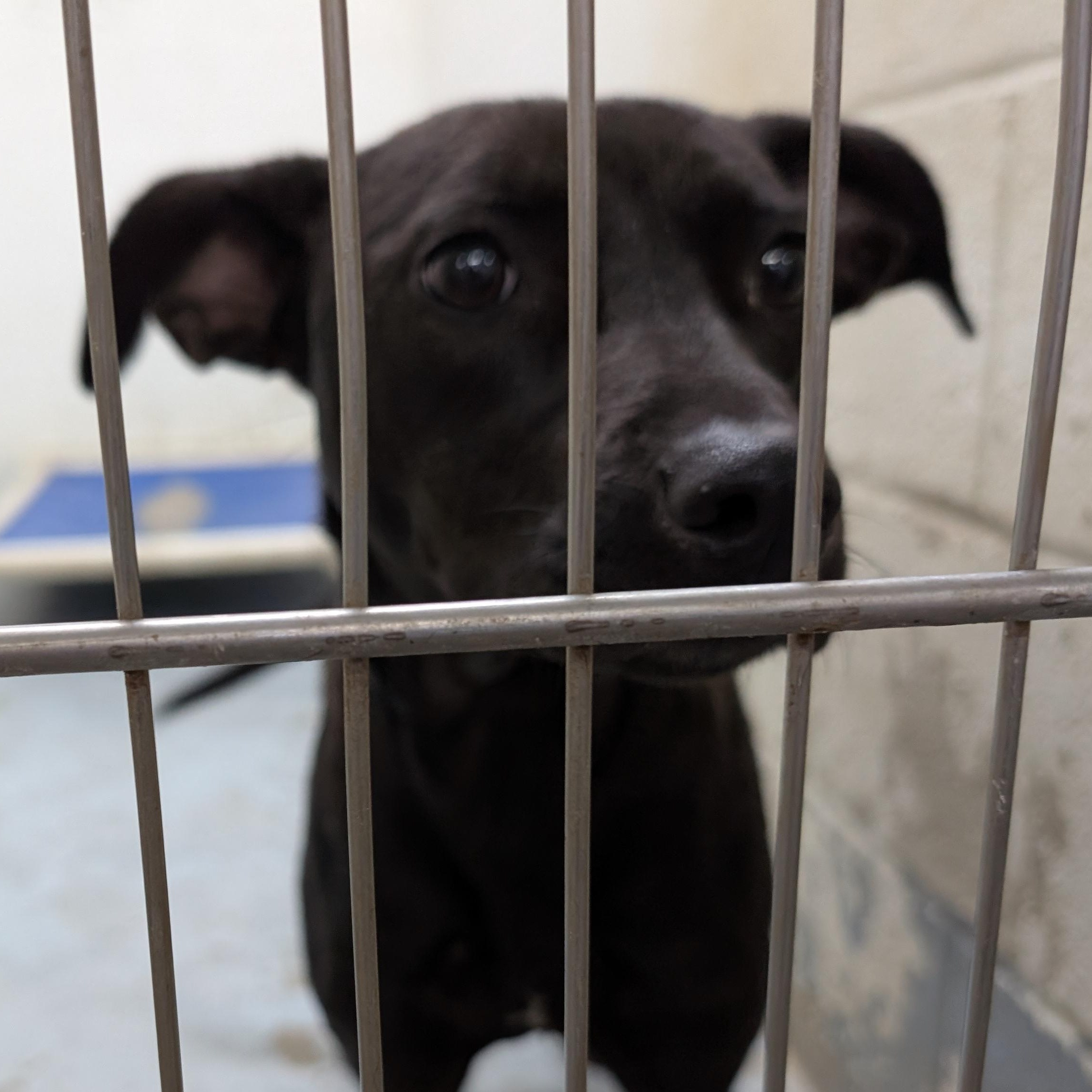 192327 LOOKING FOR OWNER, Adoptable, Adult Female Mixed Breed.