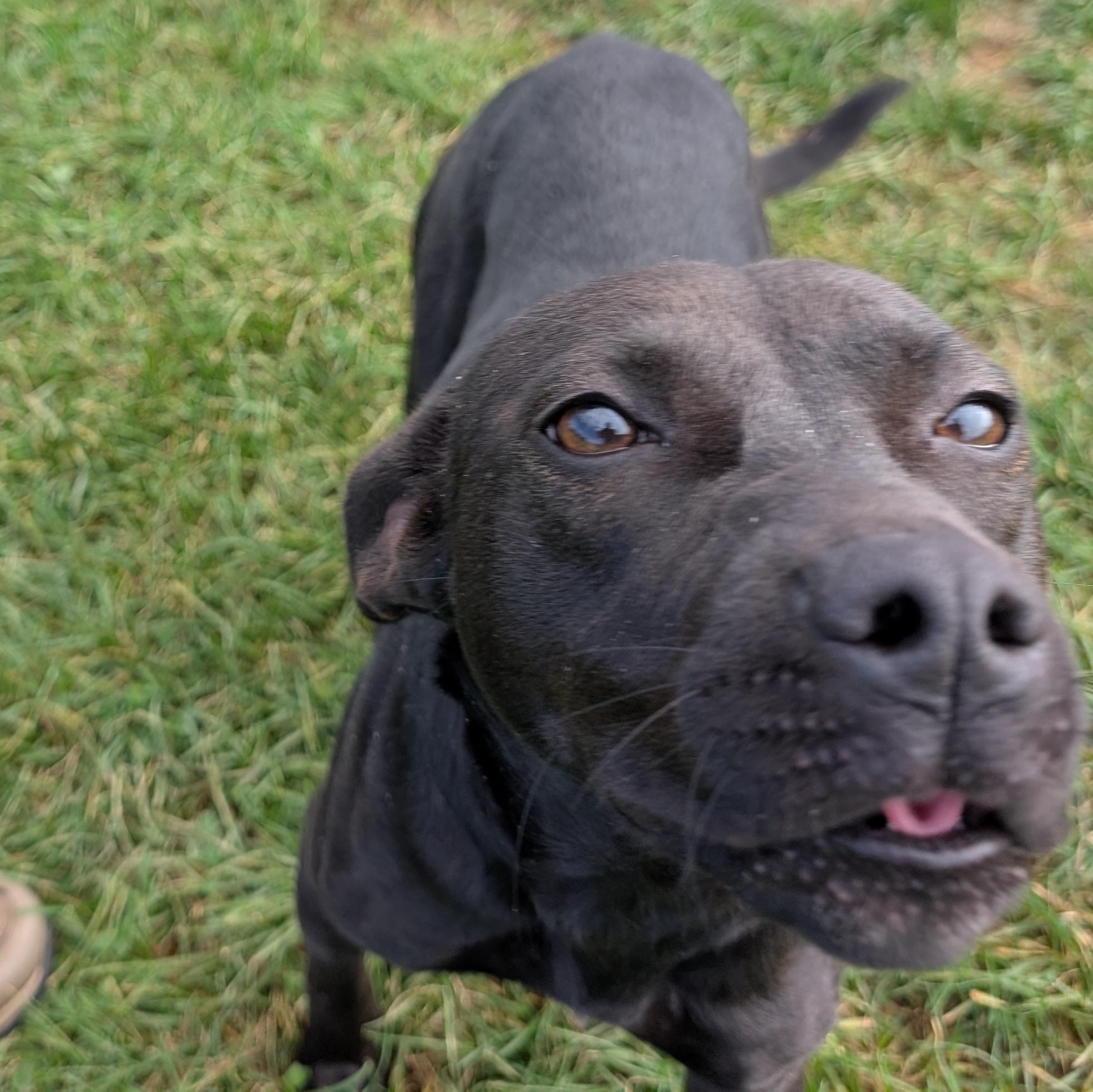 Enlarge 192327 Molly LOOKING FOR OWNER, a Adoptable Mixed Breed in Ravenna, OH image 4/6