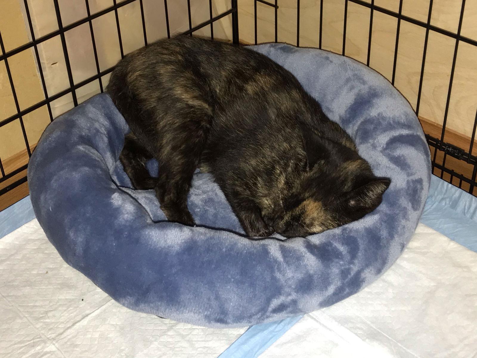 Fiona, Adopted, Young Female Tortoiseshell.