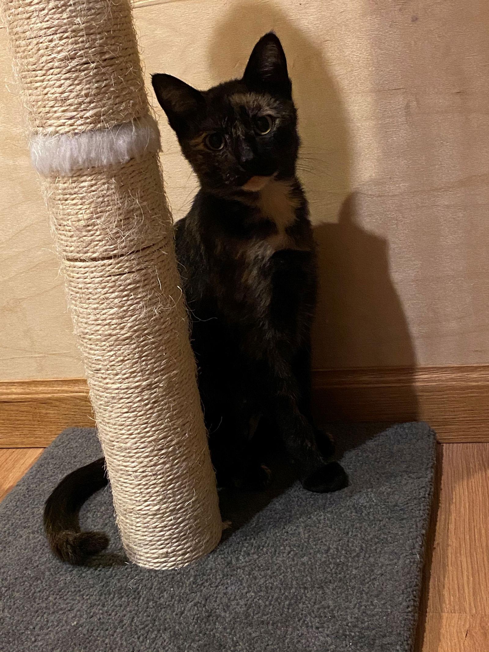 Enlarge Fiona, a Adopted Tortoiseshell in Brandon, SD image 2/2