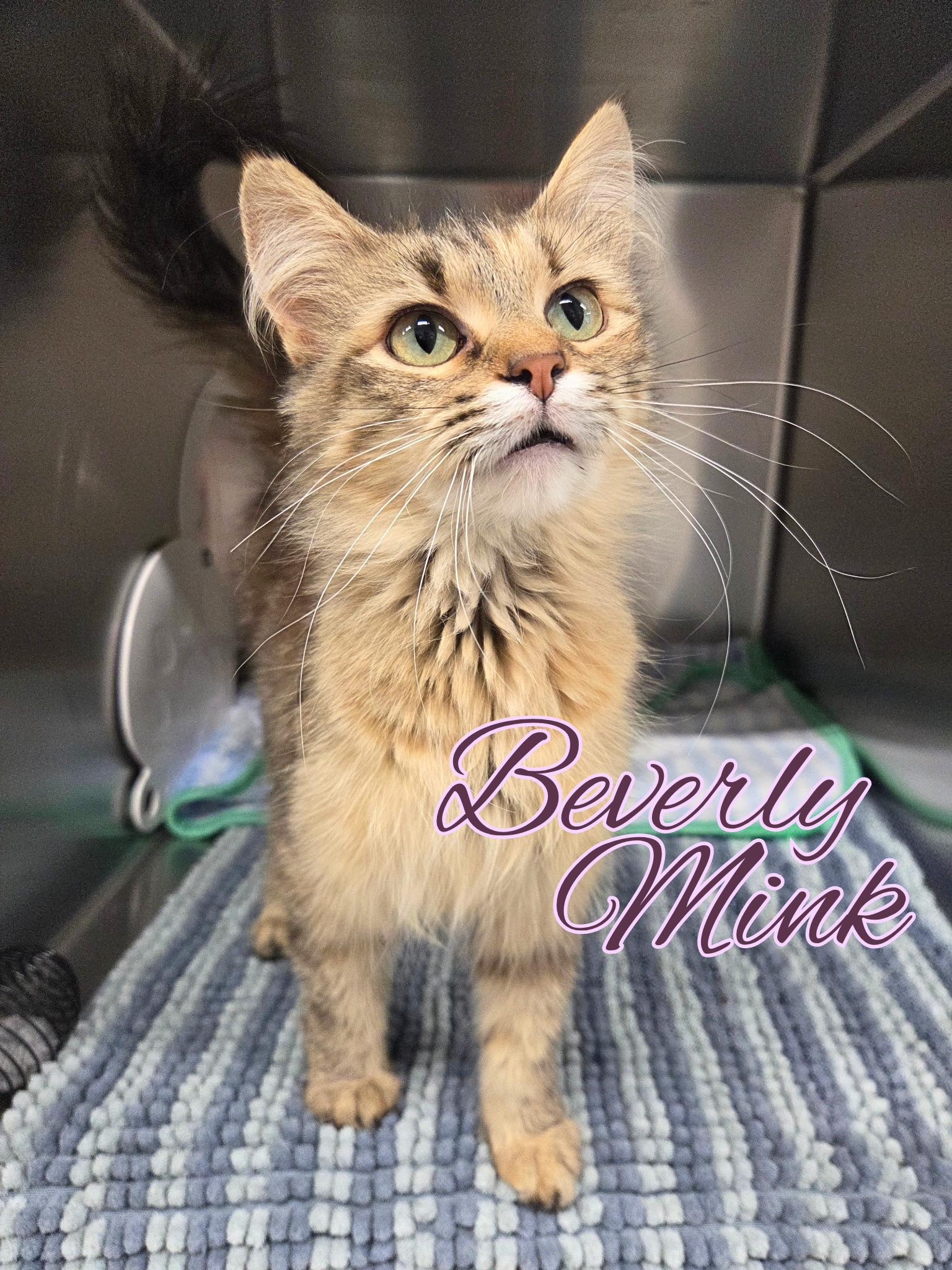 Beverly Mink, adopted, Young Female Domestic Long Hair.