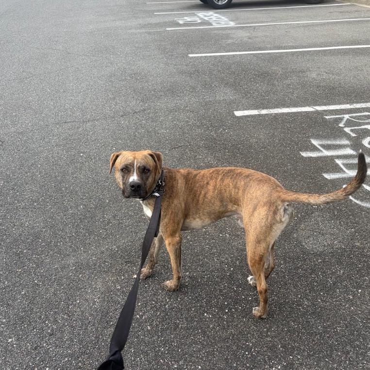 BOSTON, a Adoptable mixed breed in QUINCY, FL image 1/6