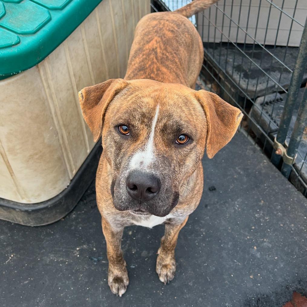 Enlarge BOSTON, a Adoptable mixed breed in QUINCY, FL image 1/2