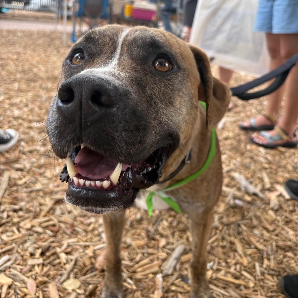 BOSTON, a Adoptable mixed breed in QUINCY, FL image 2/6