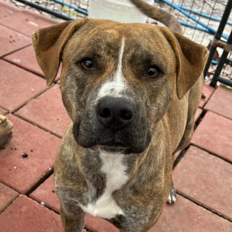 Enlarge BOSTON, a Adoptable mixed breed in QUINCY, FL image 2/2