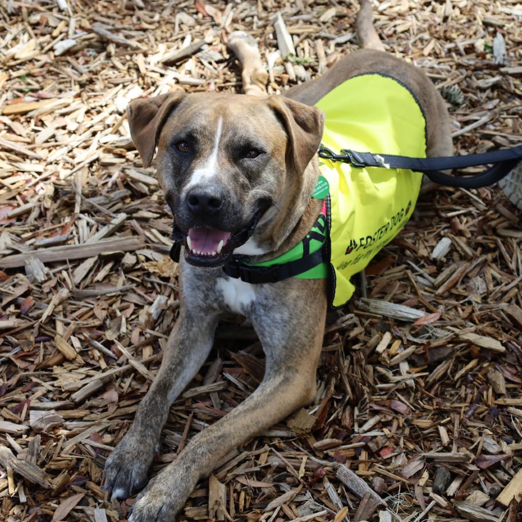 BOSTON, a Adoptable mixed breed in QUINCY, FL image 3/6