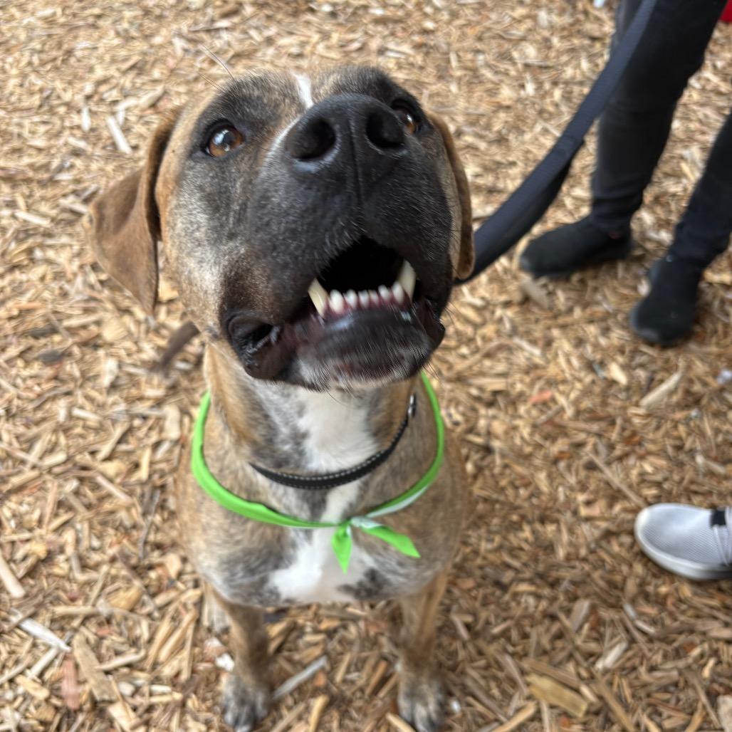 BOSTON, a Adoptable mixed breed in QUINCY, FL image 4/6