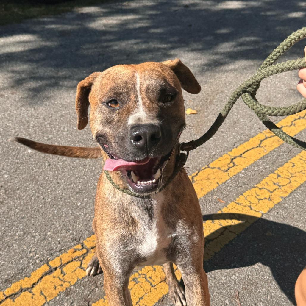 Enlarge BOSTON, a Adoptable mixed breed in QUINCY, FL image 3/3