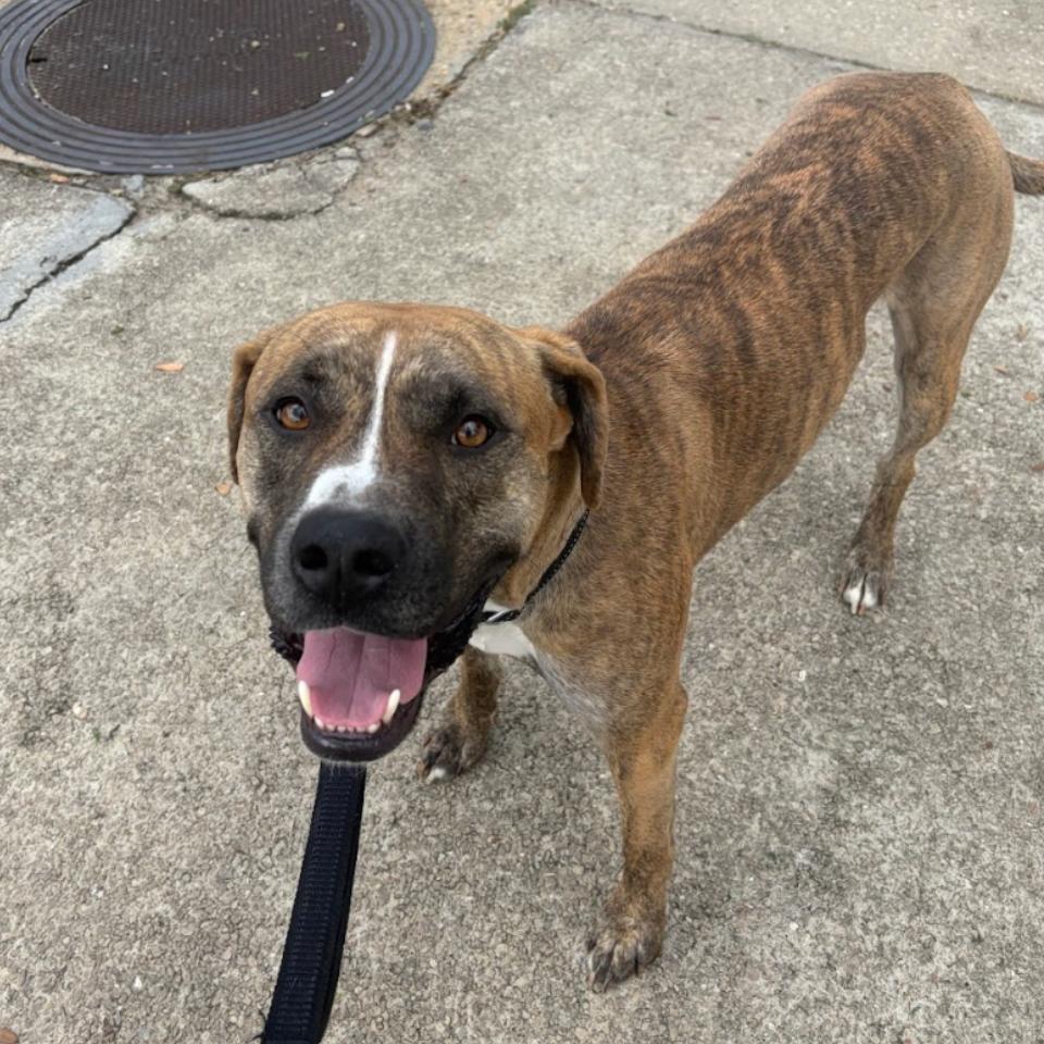 BOSTON, a Adoptable mixed breed in QUINCY, FL image 6/6