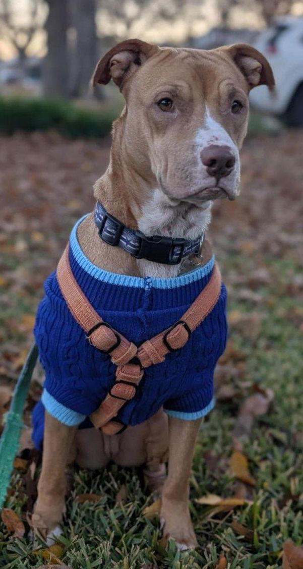 Enlarge Honey, a Adoptable Pit Bull Terrier in Dallas, TX image 1/3