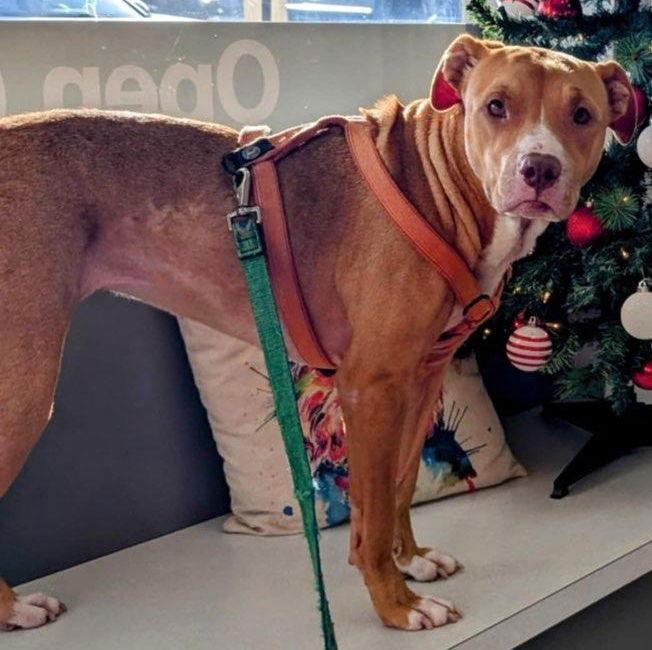 Enlarge Honey, a Adoptable Pit Bull Terrier in Dallas, TX image 3/3