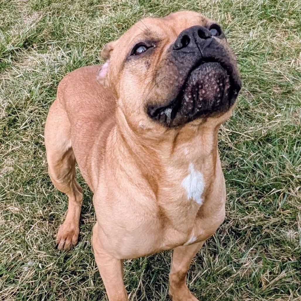 Scooby, Adoptable, Adult Male Mixed Breed.