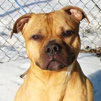 Enlarge Scooby, a Adoptable Mixed Breed in Jeffersonville, IN image 2/4