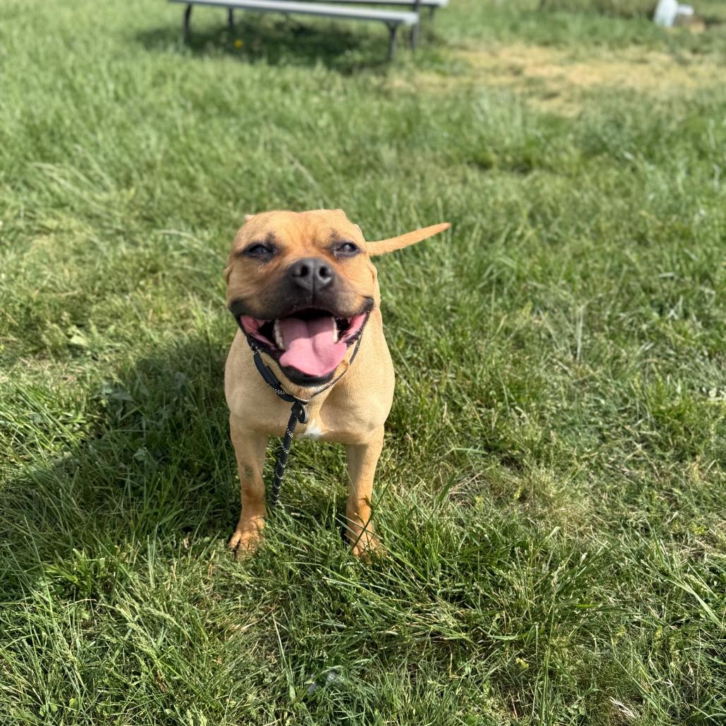 Enlarge Scooby, a Adoptable Mixed Breed in Jeffersonville, IN image 3/6