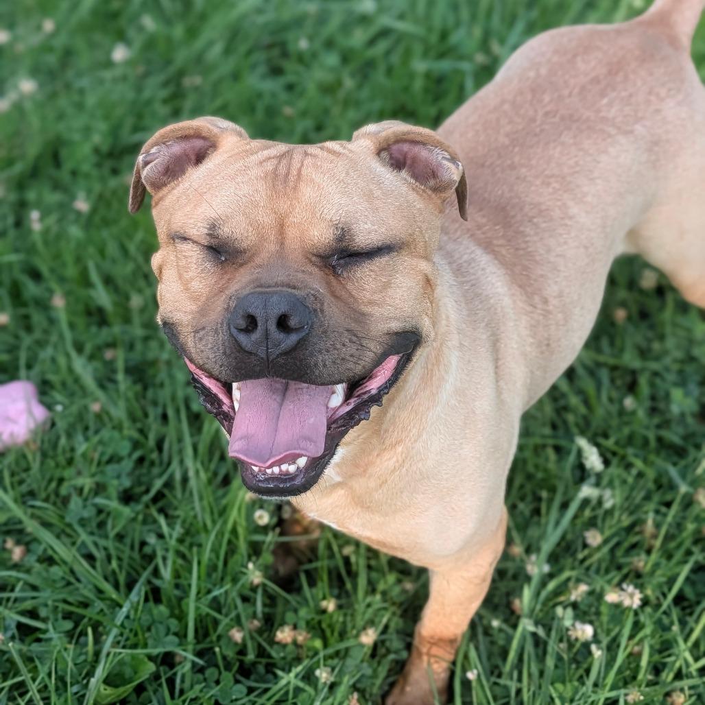 Enlarge Scooby, a Adoptable Mixed Breed in Jeffersonville, IN image 3/6