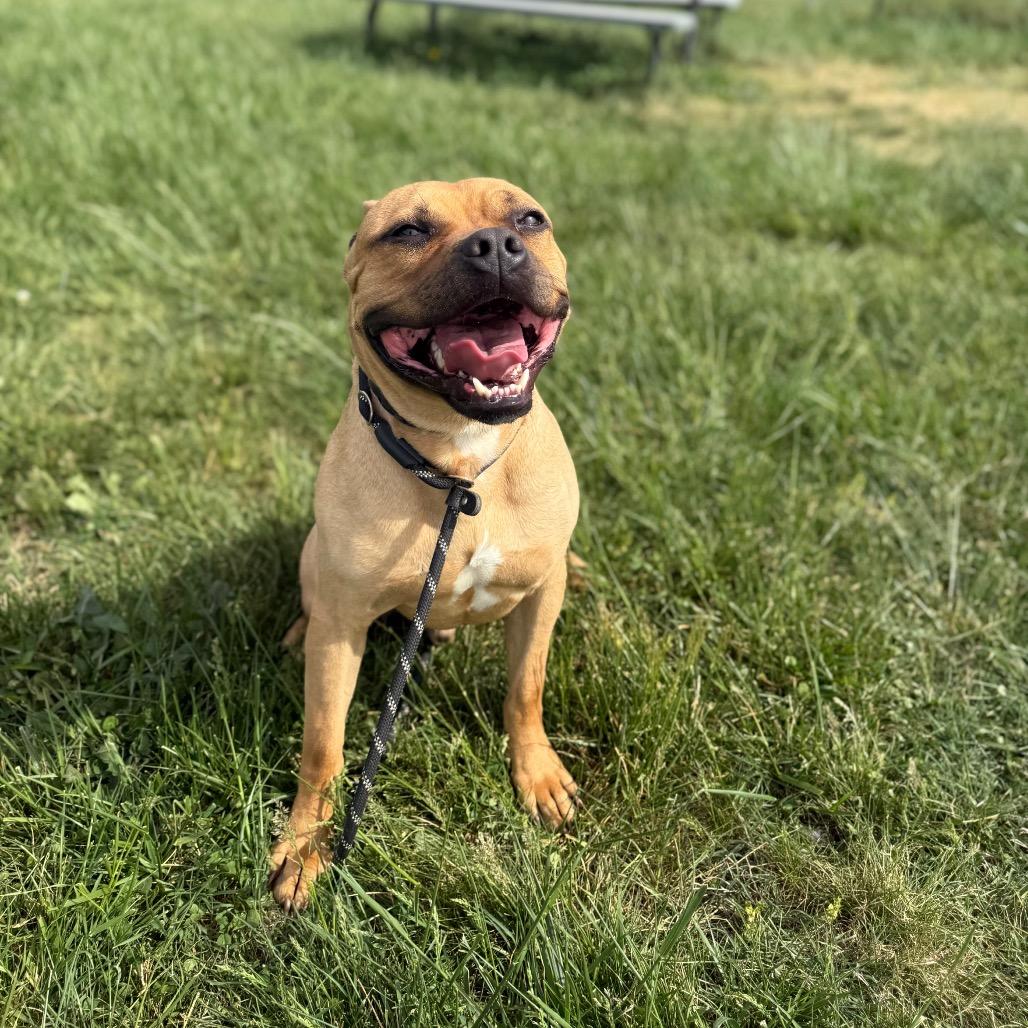 Enlarge Scooby, a Adoptable Mixed Breed in Jeffersonville, IN image 4/6