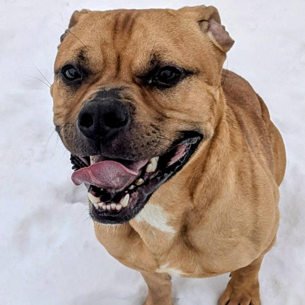 Enlarge Scooby, a Adoptable Mixed Breed in Jeffersonville, IN image 4/4