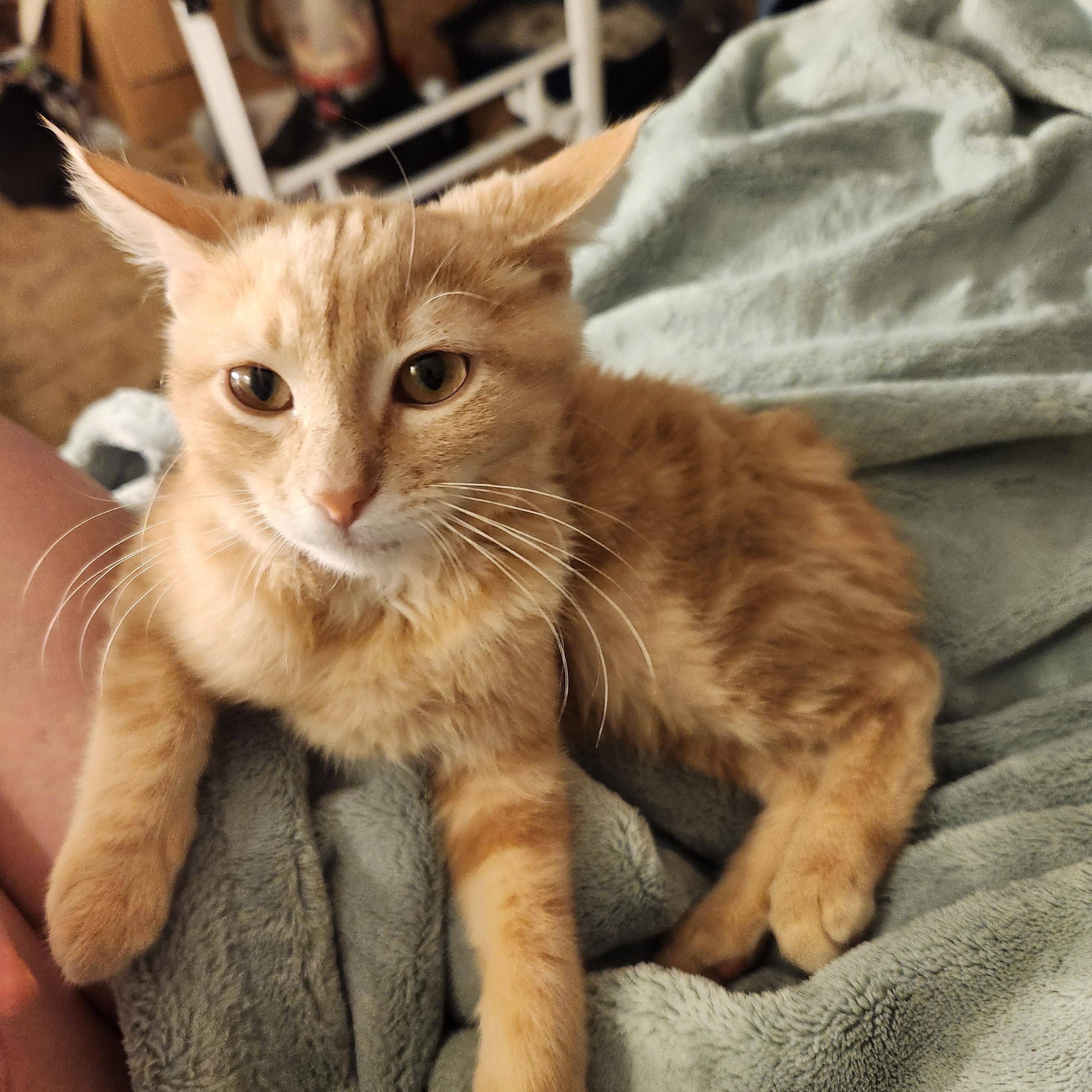 Morgan, Adoptable, Kitten Male Domestic Short Hair.