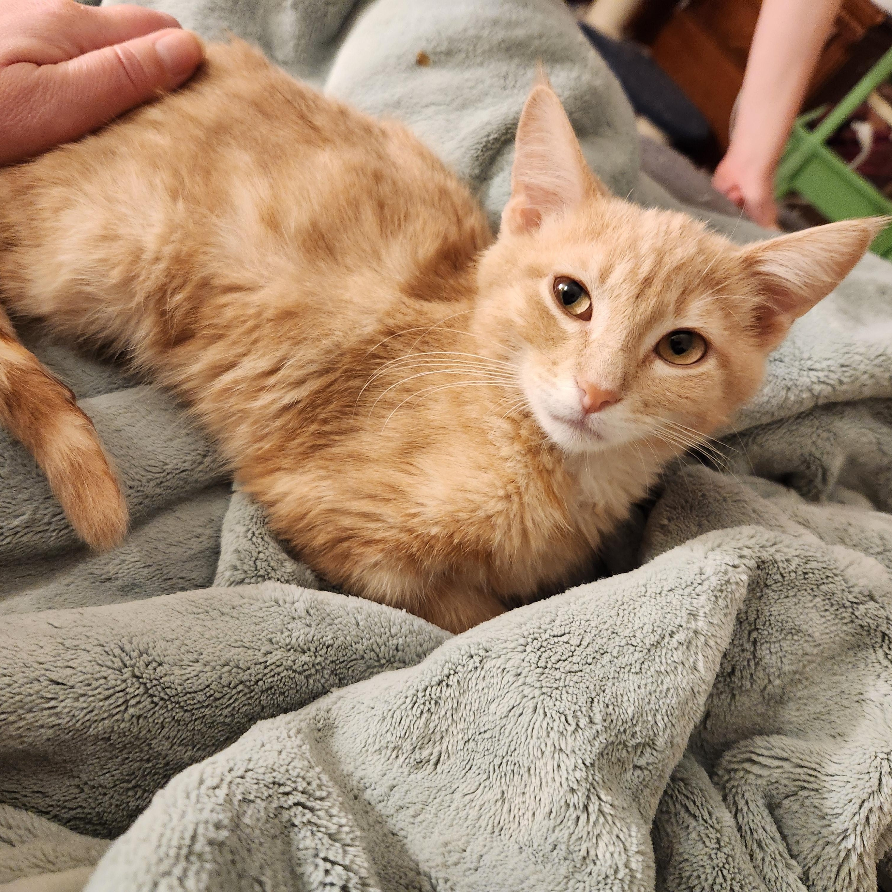 Enlarge Morgan, an adoptable Domestic Short Hair in Faribault, MN image 2/2