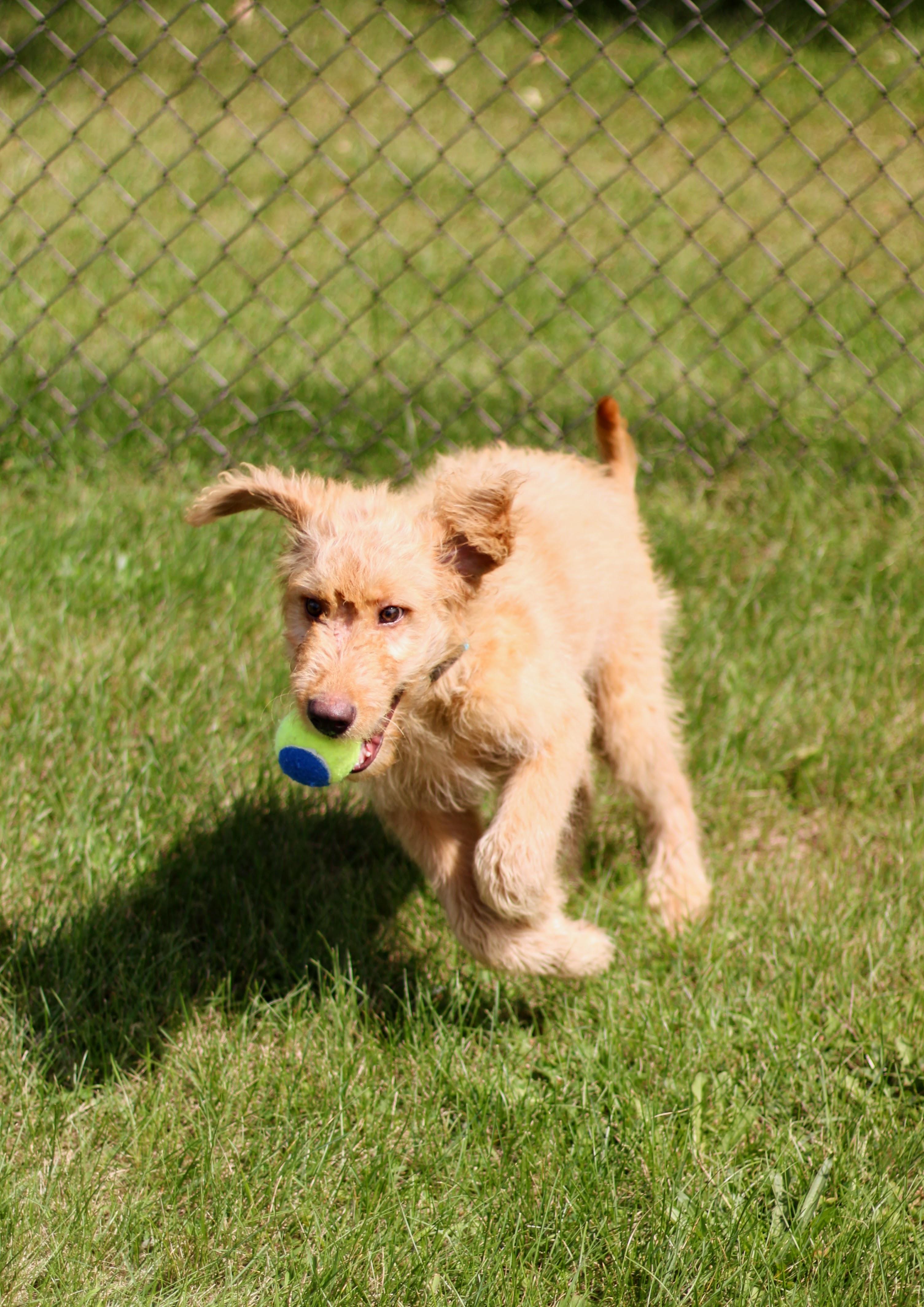 Enlarge Fozzy Bear, a Adopted Goldendoodle in Battle Creek, MI image 2/2