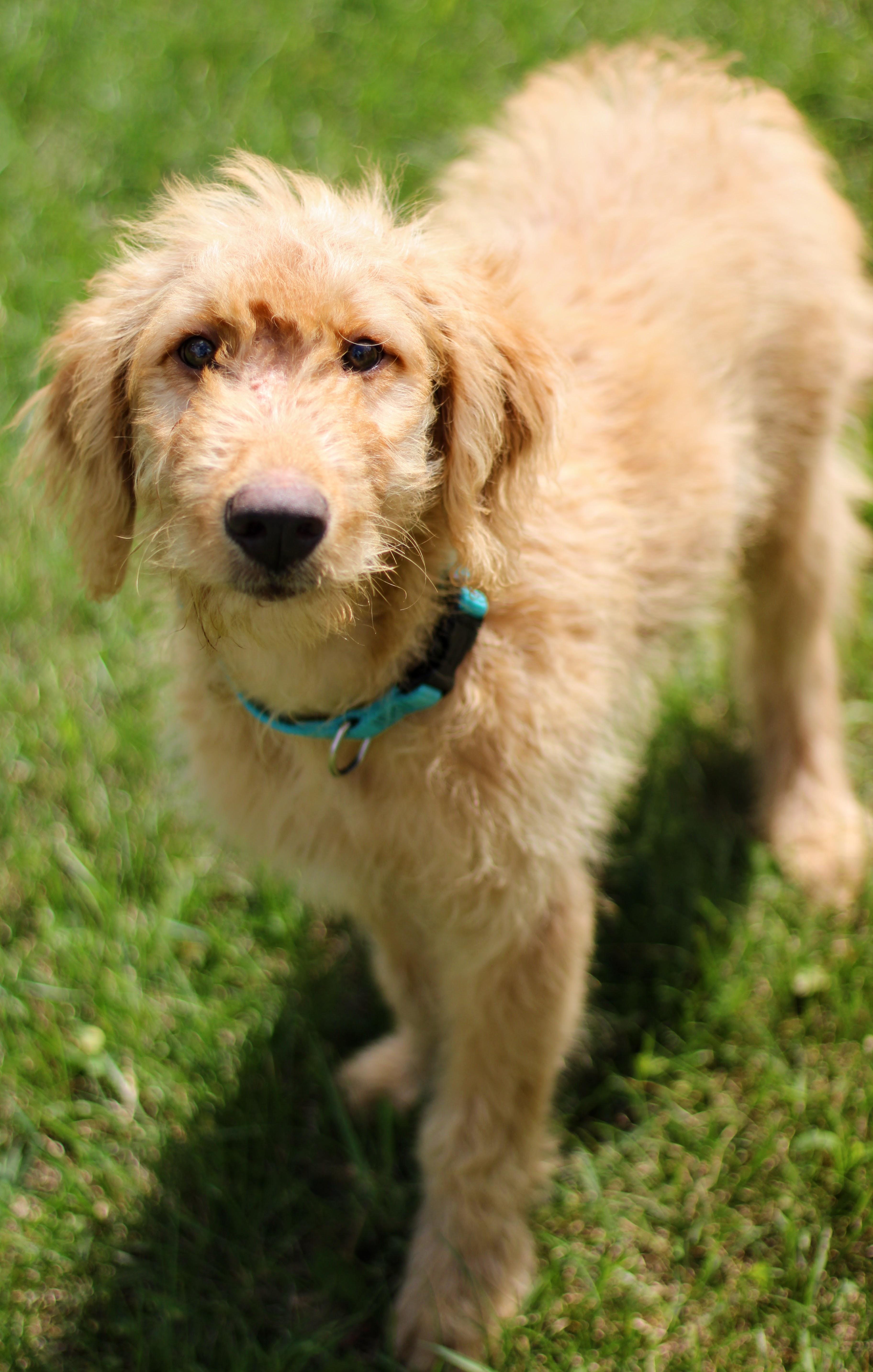 Fozzy Bear, Adopted, Young Male Goldendoodle.