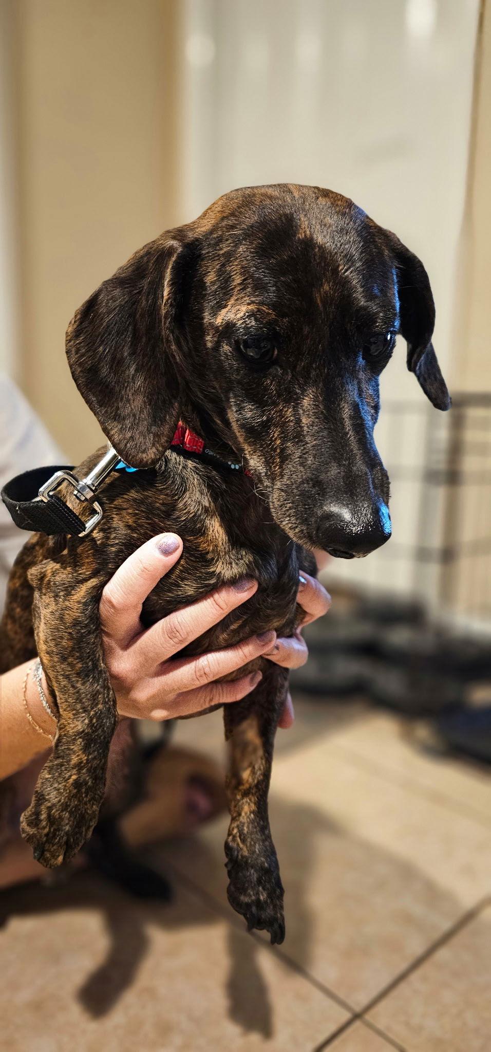 Enlarge Hickson, a Adopted Dachshund in Rosenberg, TX image 1/1