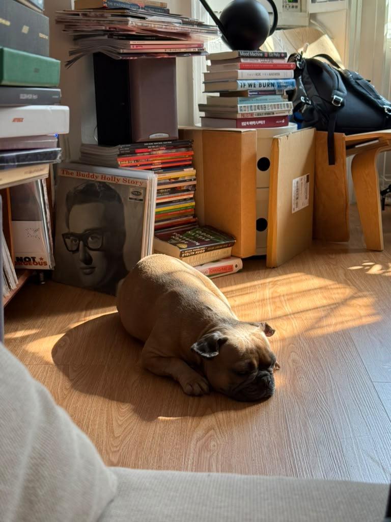 Enlarge Bella, a ADOPTABLE French Bulldog in New York, NY image 2/3