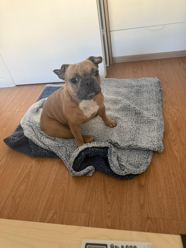Enlarge Bella, a ADOPTABLE French Bulldog in New York, NY image 3/3