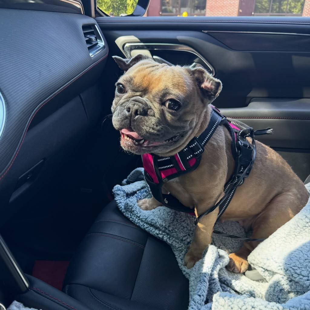 Enlarge Bella, a ADOPTABLE French Bulldog in New York, NY image 1/3
