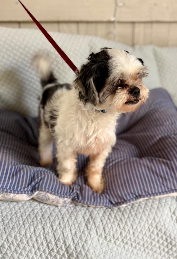 Enlarge Duke, a Adoptable Shih Tzu in Fort Worth, TX image 1/1