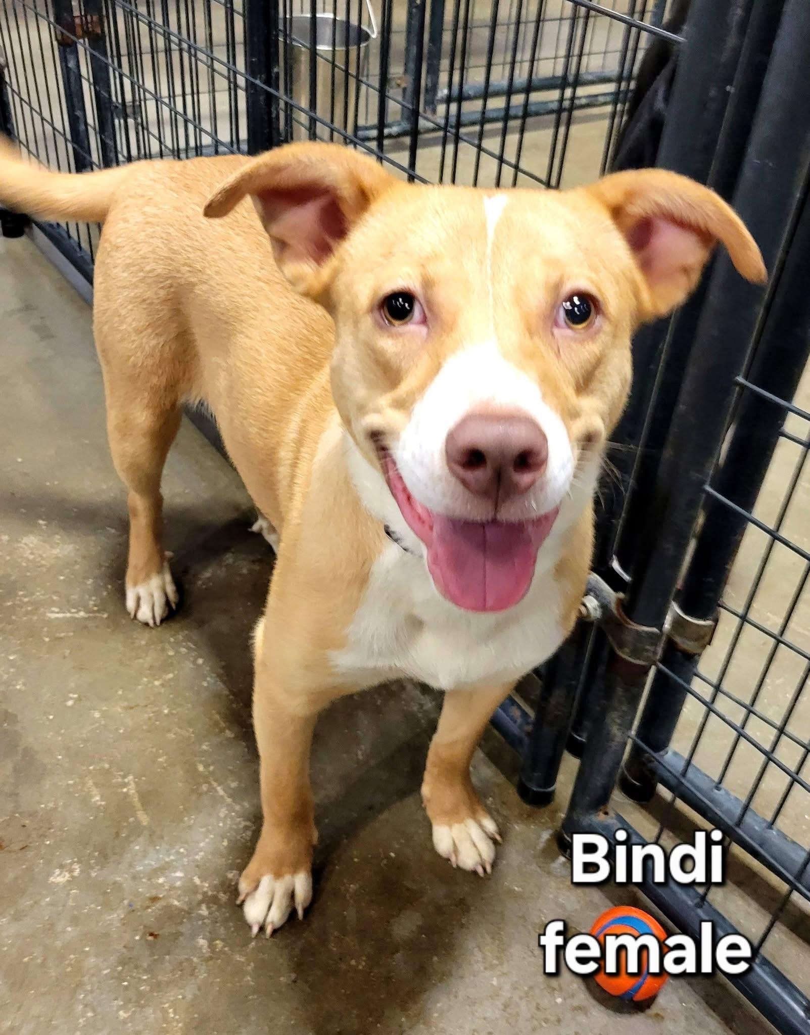 Bindi, ADOPTABLE, Puppy Female Mixed Breed.