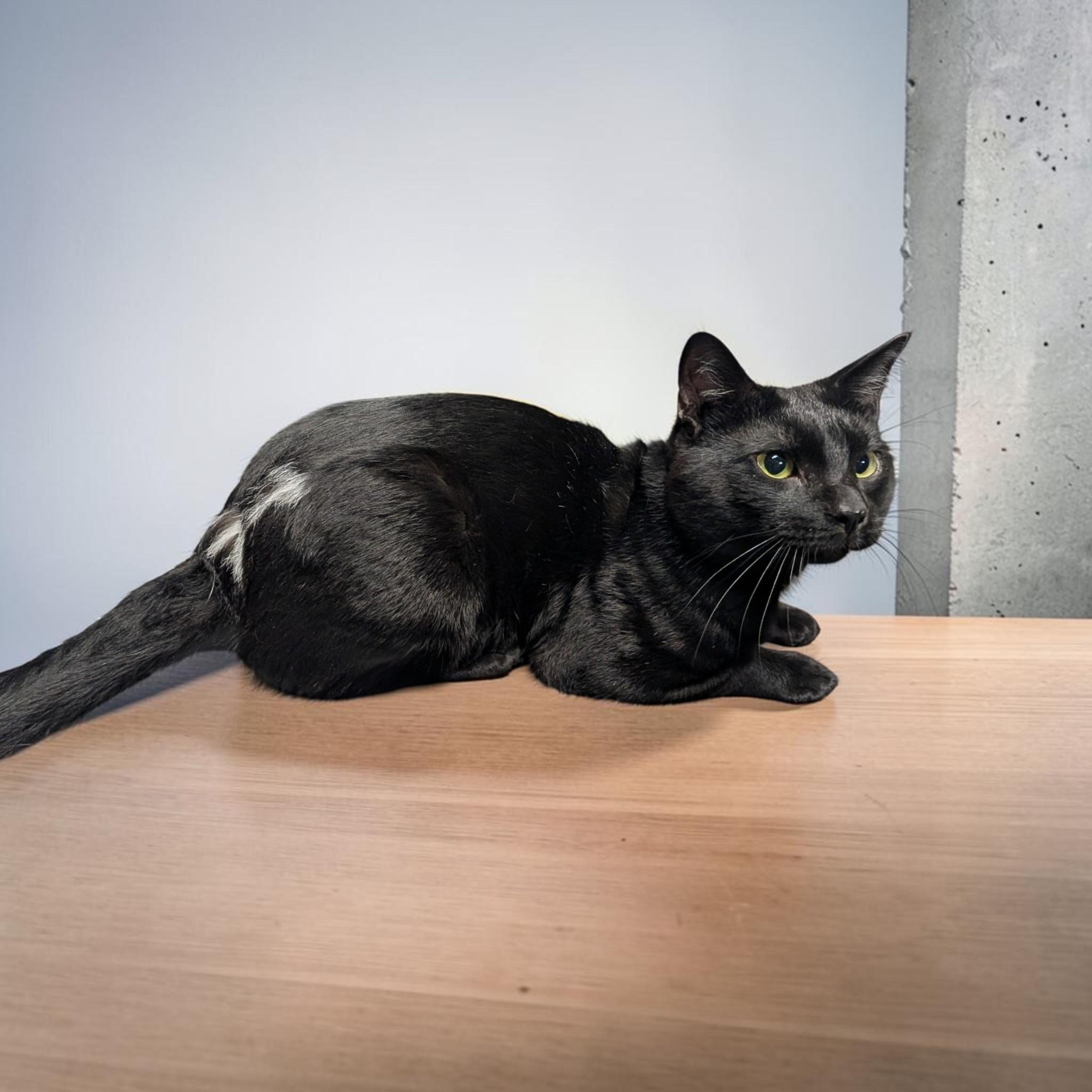 Enlarge Ozzy (Bonded to Bowie), a Adoptable mixed breed in Greenville, SC image 2/4