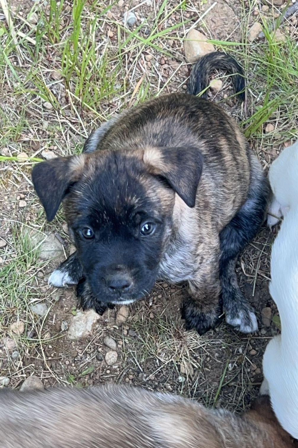 Athena, Adopted, Adult Female Pit Bull Terrier & Belgian Shepherd / Malinois.