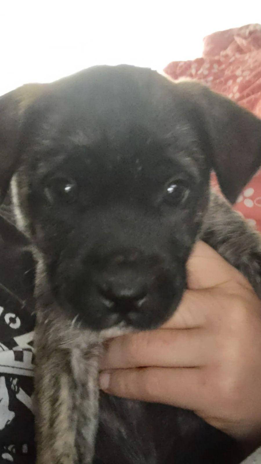 Athena, a Adopted mixed breed in Gig Harbor, WA image 4/6