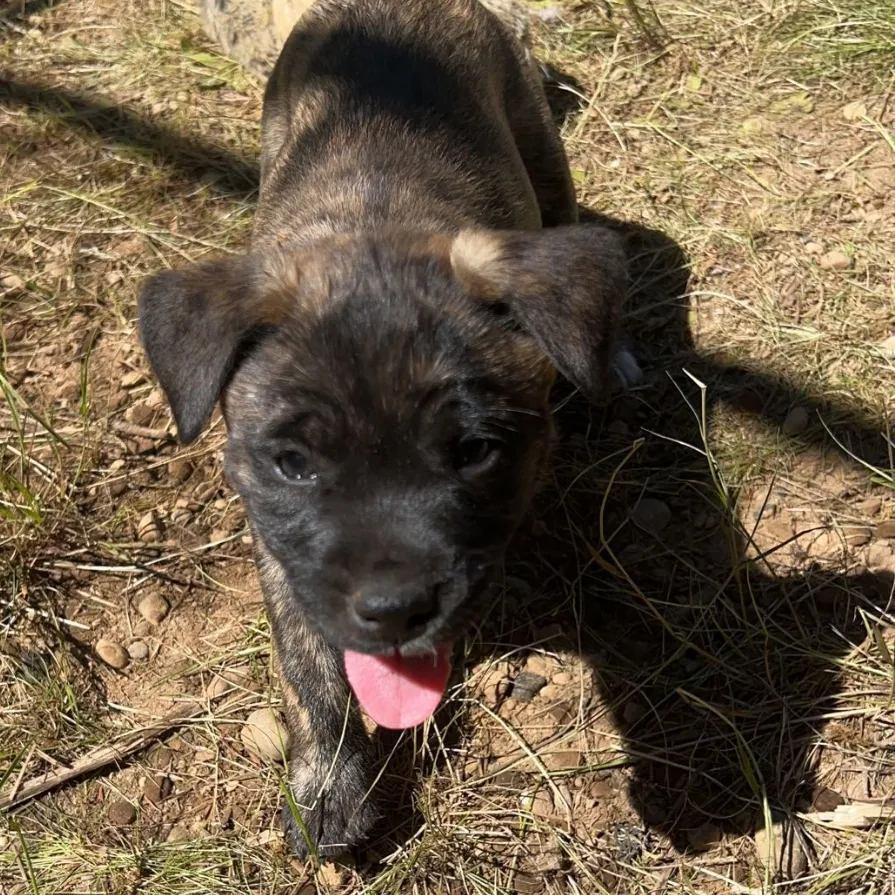Athena, a Adopted mixed breed in Gig Harbor, WA image 6/6