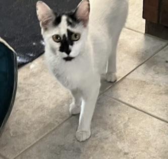 CeCe, ADOPTABLE, Young Female Domestic Short Hair.