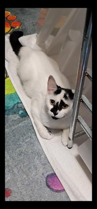 Enlarge CeCe, a ADOPTABLE Domestic Short Hair in Riverside, RI image 2/2