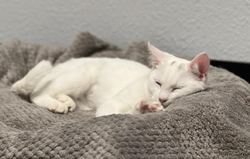 Skye, Adoptable, Kitten Female Domestic Short Hair.