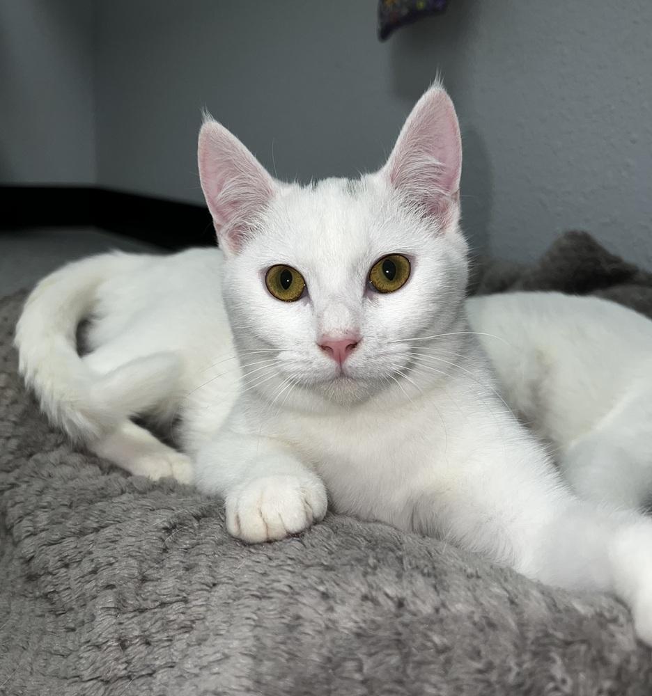 Skye, a Adoptable mixed breed in Jamestown, CA image 2/4