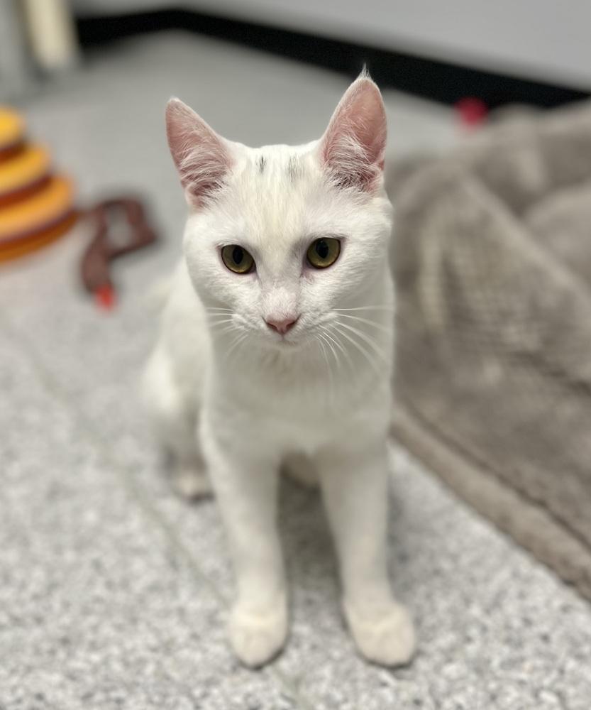 Skye, a Adoptable mixed breed in Jamestown, CA image 3/4