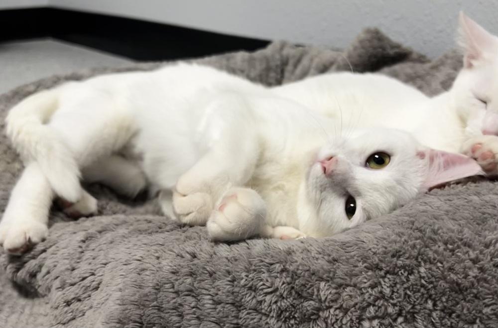 Skye, a Adoptable mixed breed in Jamestown, CA image 4/4