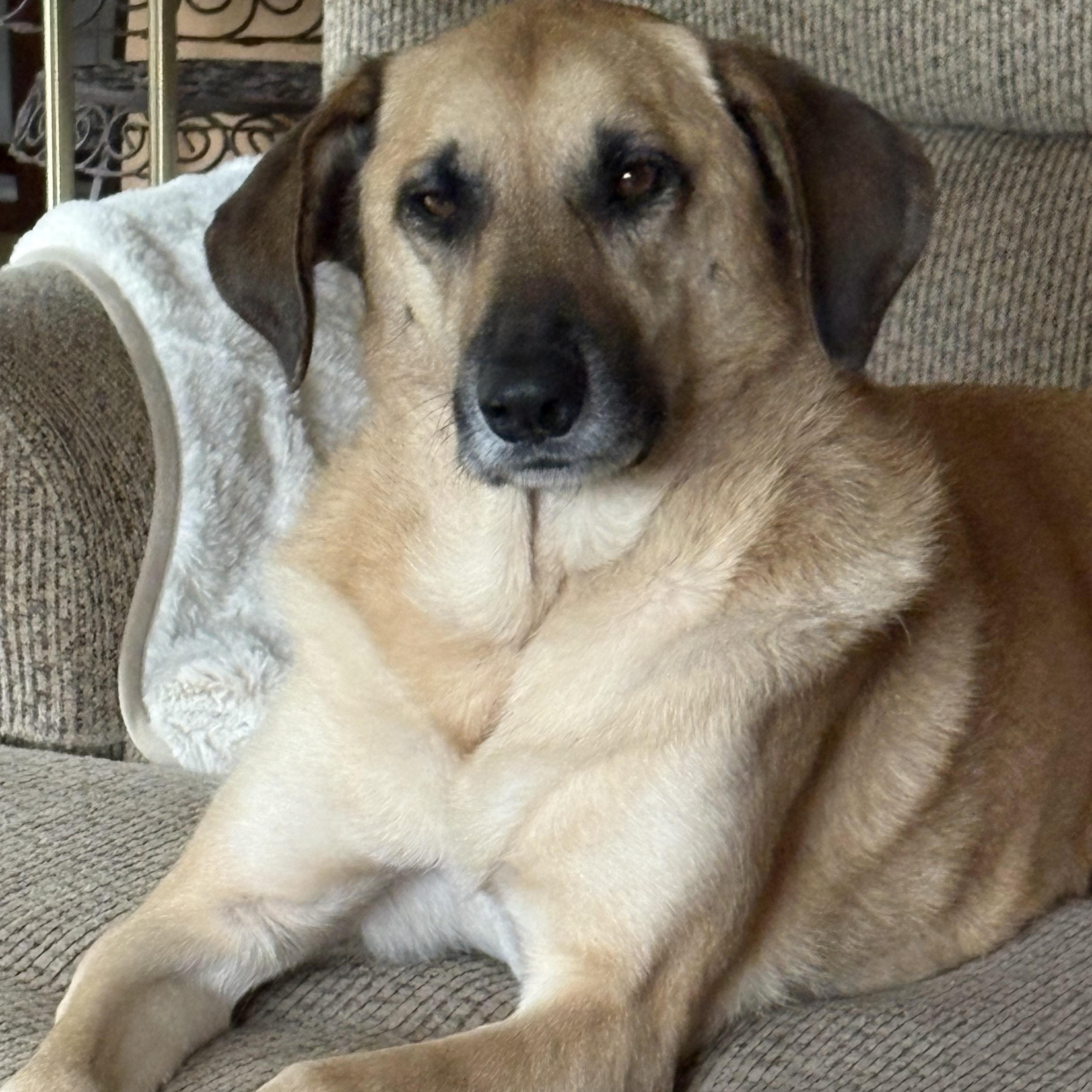 Enlarge Misty, a Adoptable mixed breed in Naperville, IL image 2/4