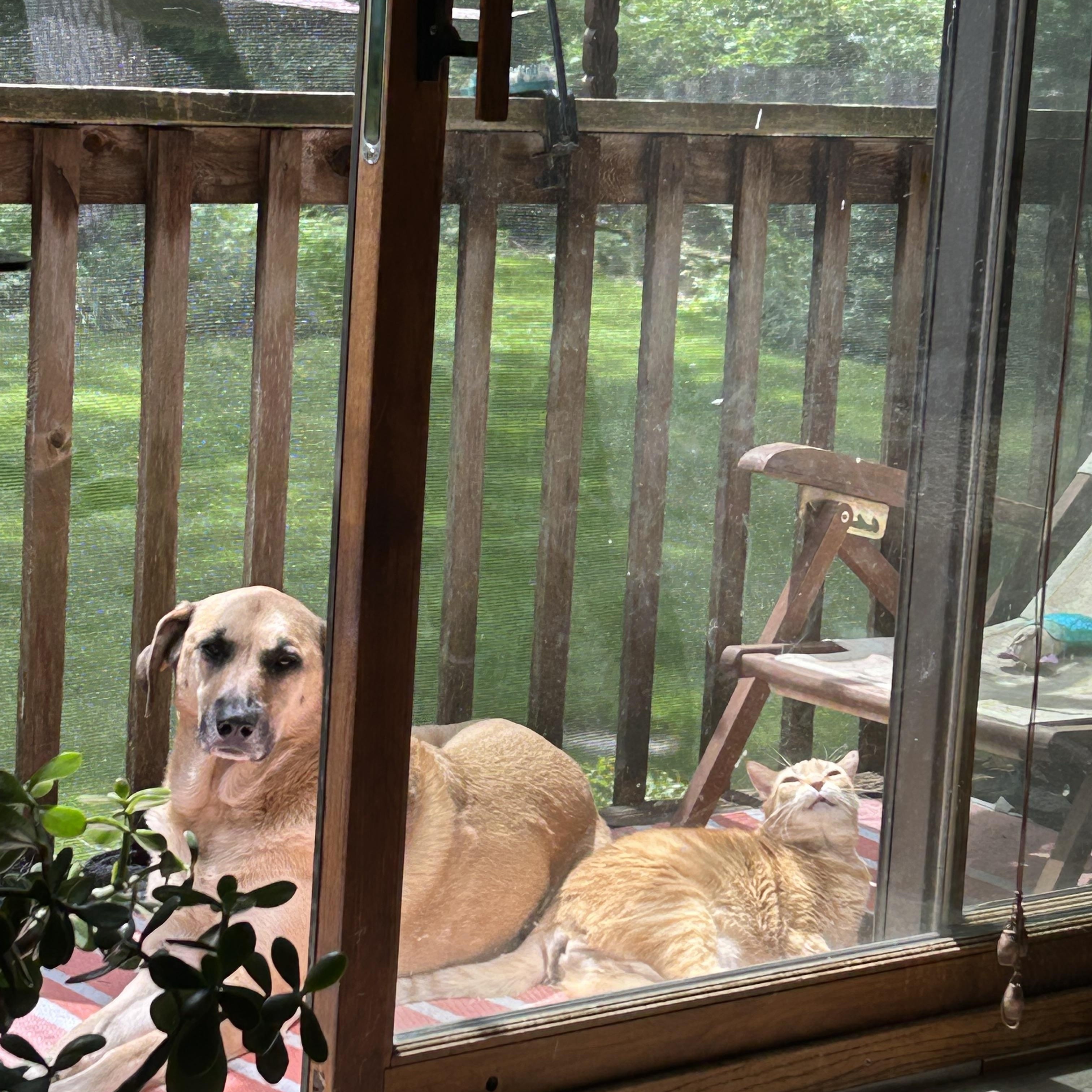 Enlarge Misty, a Adoptable mixed breed in Naperville, IL image 4/4